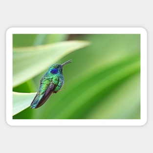 Green Violetear Hummingbird - Costa Rica Sticker